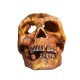 Crânes & Squelettes Human skull de la marque VAT_ref: HMSK