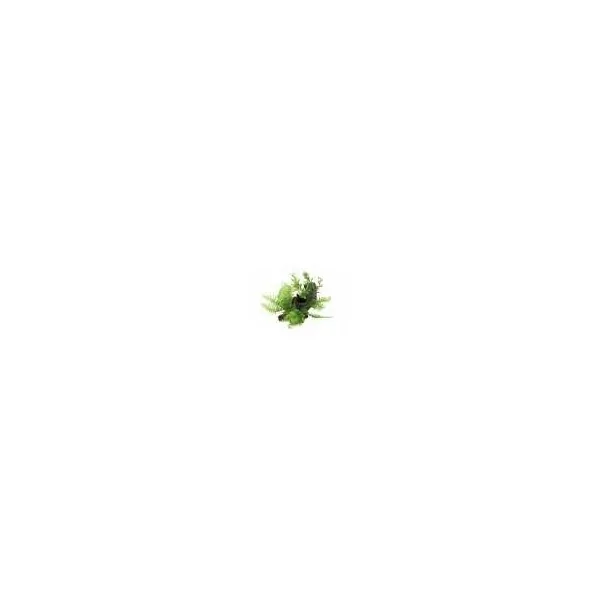 decoration en forme de racine en resine avec plante pour terrarium