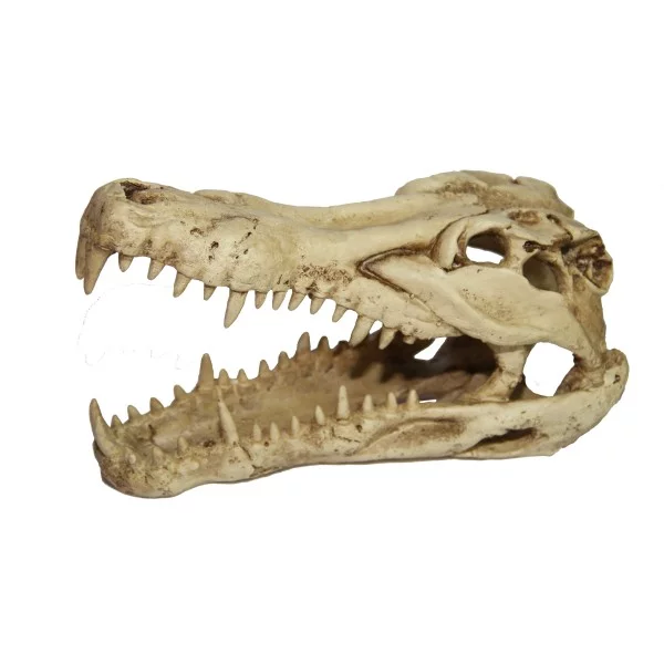 Crânes & Squelettes Croco skull de la marque VAT_ref: CS