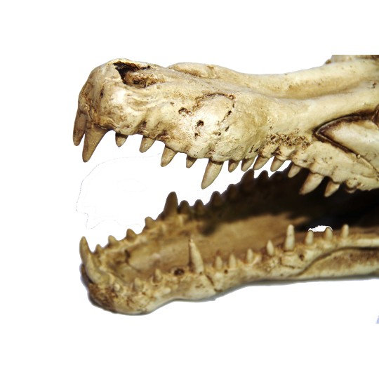 Croco skull 