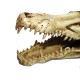 Croco skull 