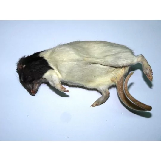 Rat +350g  (10857),Rat +350g  (10858)