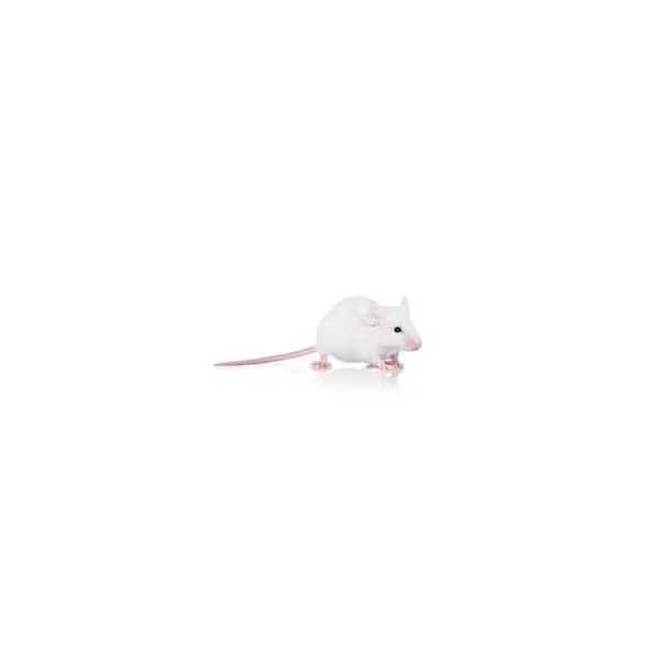 Souris +18g
