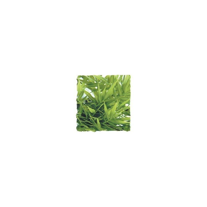 plantes artificielles zoomed medium de zoomed bu-20 (1683),plantes artificielles zoomed medium de zoomed bu-20 (1684),plantes ar