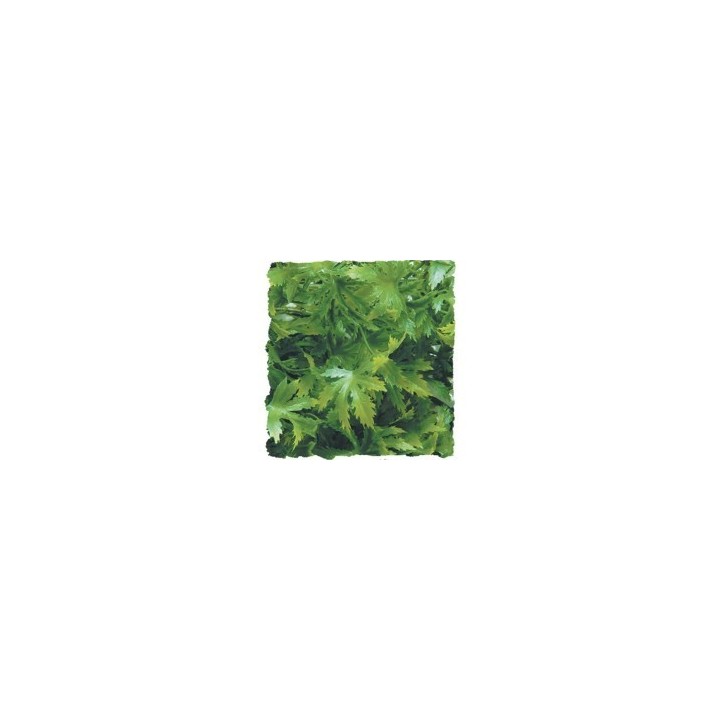 small zoomed plants de zoomed bu-10 (1673),small zoomed plants de zoomed bu-10 (1674),small zoomed plants de zoomed bu-10 (1675)