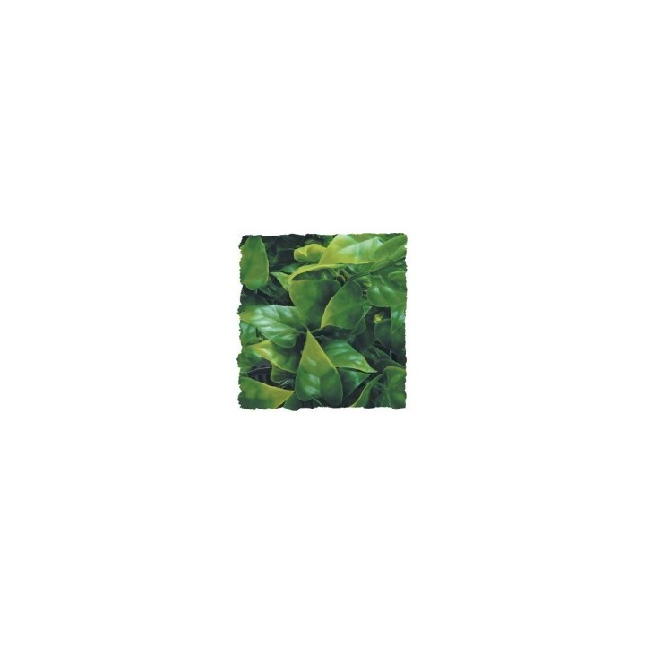 small zoomed plants de zoomed bu-10 (1673),small zoomed plants de zoomed bu-10 (1674),small zoomed plants de zoomed bu-10 (1675)
