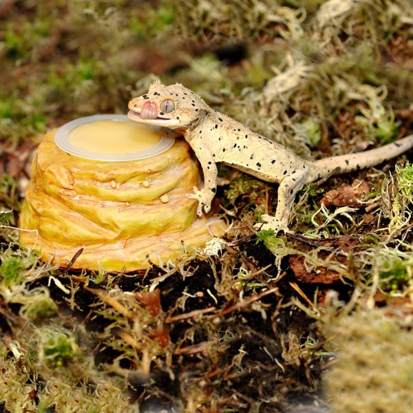 support pour jelly naturel de habistat hrsjh