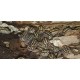 Armadillidium gestroi (les 10)