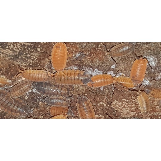 Isopodes Porcellio scaber "lava" (les 10) de la marque VAT_ref: ISO11