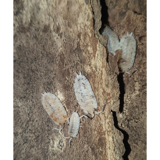 Isopodes Porcellio scaber "Dalmatien" (les 10) de la marque VAT_ref: ISO10