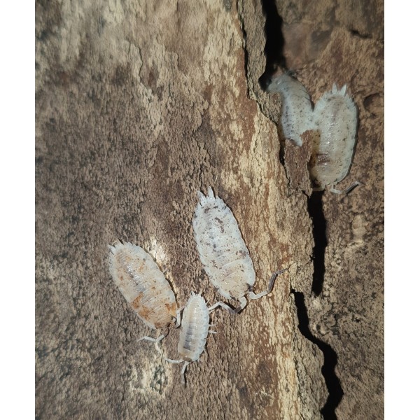 Isopodes Porcellio scaber "Dalmatien" (les 10) de la marque VAT_ref: ISO10