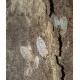 Isopodes Porcellio scaber "Dalmatien" (les 10) de la marque VAT_ref: ISO10