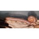 Isopodes Telodeinopus aoutii de la marque VAT_ref: ISO14