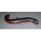 Isopodes Archispirostreptus GIGAS de la marque VAT_ref: ISO15