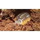Isopodes Armadillidium klugii "Montenegro" (les 10) de la marque VAT_ref: ISO3