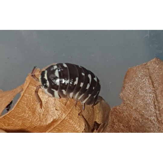 Isopodes Armadillidium maculatum "Zebra" (les 10) de la marque VAT_ref: ISO4