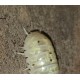 Isopodes Armadillidium vulgra "Magic potion" (les 10) de la marque VAT_ref: ISO6