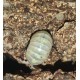 Isopodes Armadillidium vulgra "Magic potion" (les 10) de la marque VAT_ref: ISO6