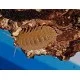 Isopodes Cristarmadillidium muricatum (les 5) de la marque VAT_ref: ISO7