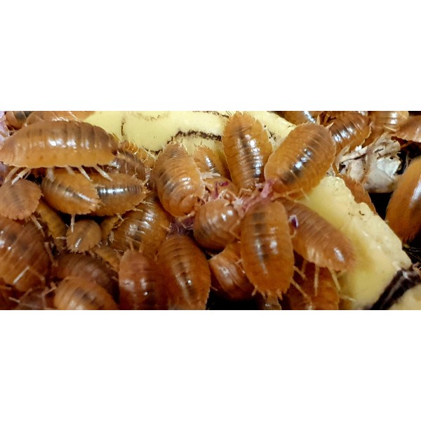 Isopodes Porcellio laevis "Orange" (les 10) de la marque VAT_ref: ISO9