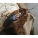 Blaptica dubia 500g
