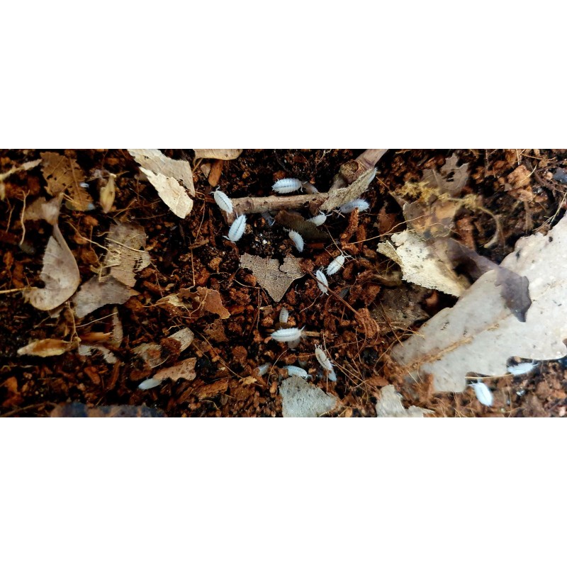 Cloportes tropicaux