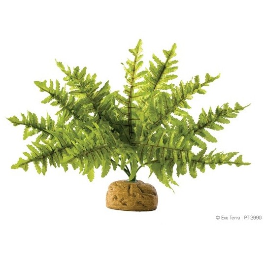 boston fern - small de exo-terra pt2990