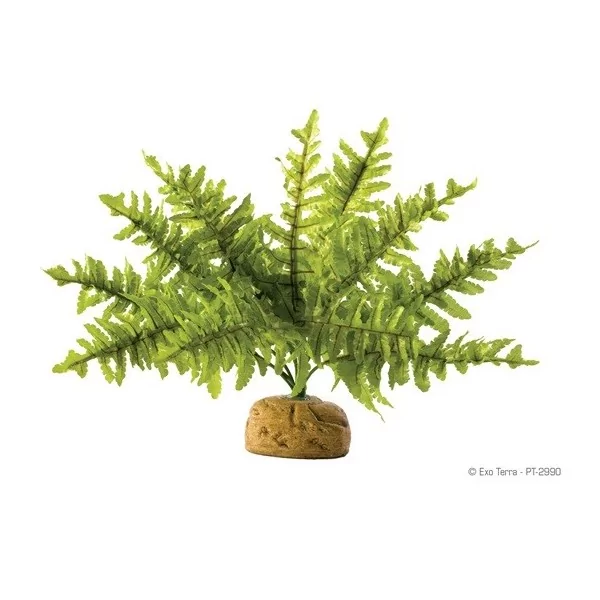 boston fern - small de exo-terra pt2990