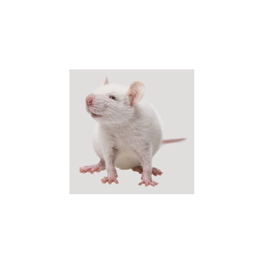 souris jumbo +40g de reptile bar s40