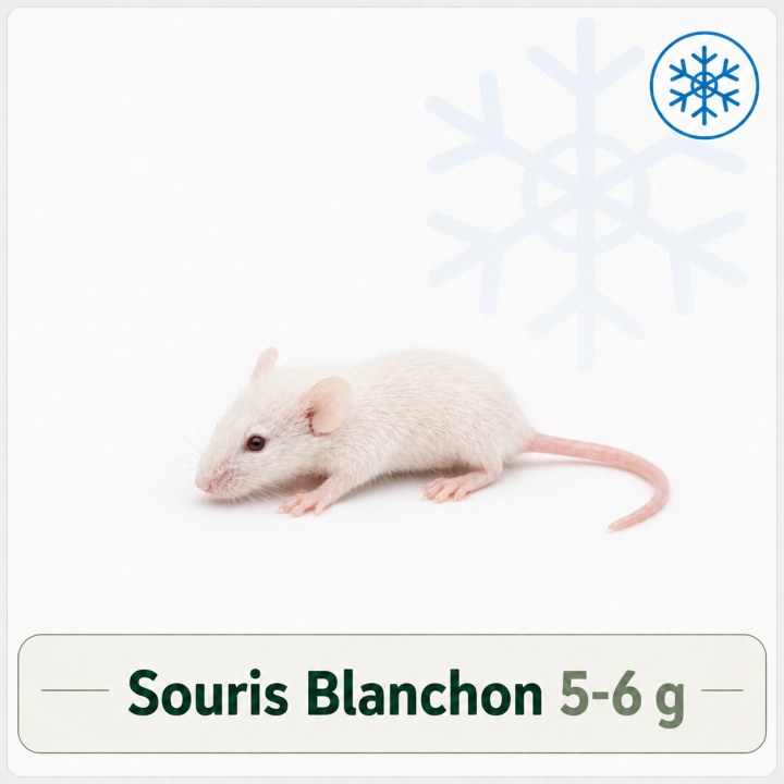 Souris Blanchon 5-6g congelé pour reptiles - VentreaTerre