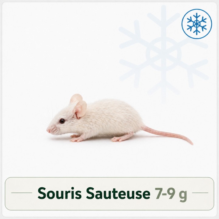 Souris Sauteuse de 7 - 9g congelé pour reptiles - VentreaTerre