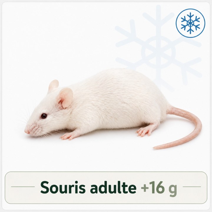Souris adulte +16g congelé pour reptiles - VentreaTerre
