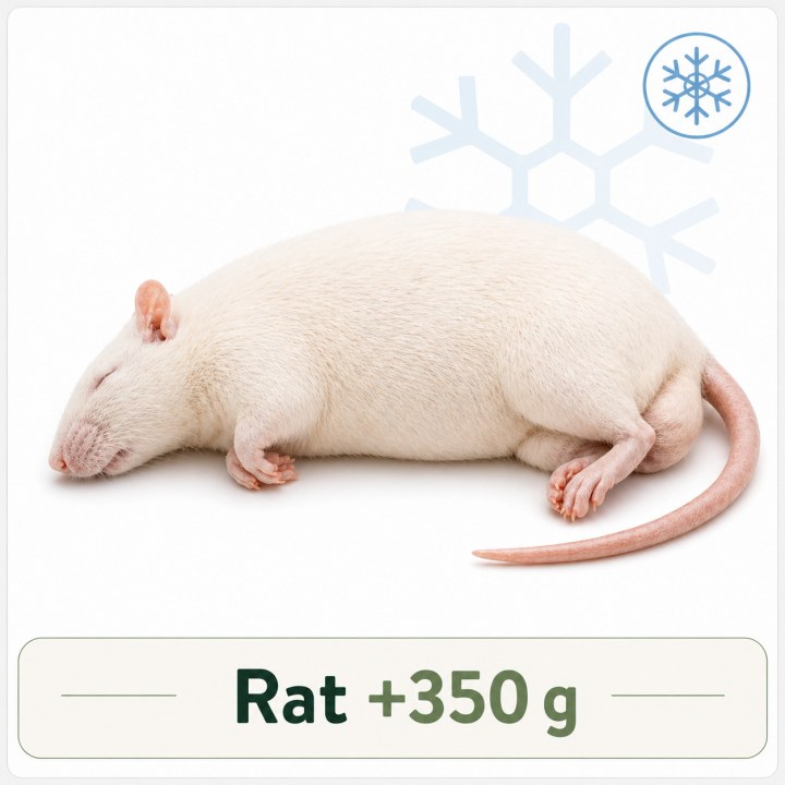 Rat +350g congelé pour reptiles - VentreaTerre