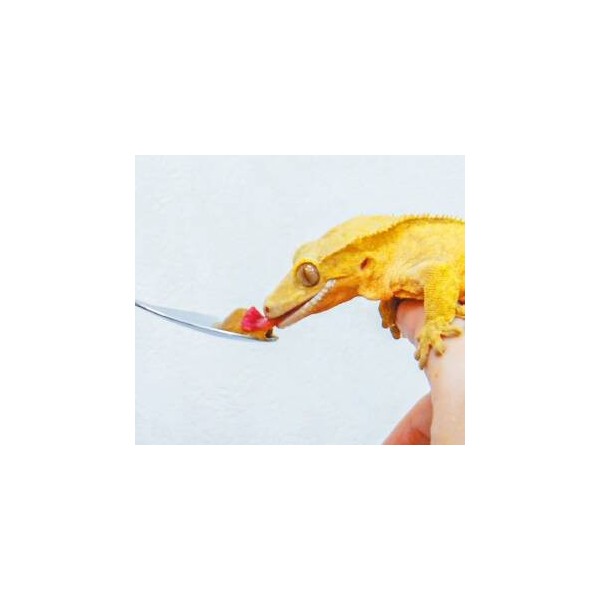 nourriture pour gecko hikari crestgel 50g de hikari reptile a3020615