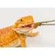 nourriture pour pogona hikari dragon delite 200g de hikari reptile a3020625