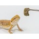 nourriture pour pogona hikari dragongel 60g de hikari reptile a3020620