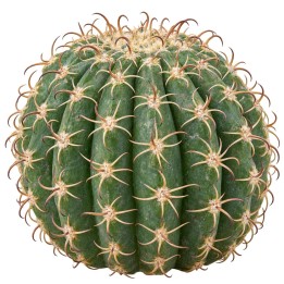 Faux Cactus en boulle 11,5 cm