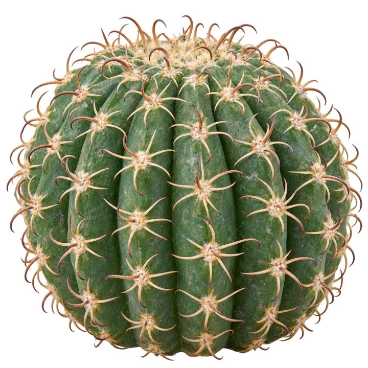 Cactus artificiel Fishhook Barrel EuroZoo 11,5 cm pour terrarium