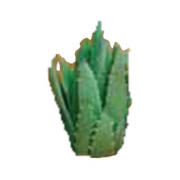 Cactus Dudleya 12,5 cm