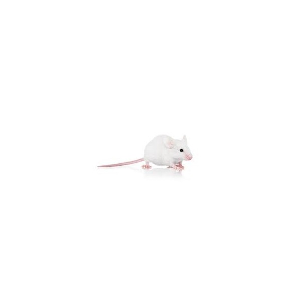 souris sauteuse de 7 - 9g de reptile bar 3032