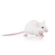 souris sauteuse de 7 - 9g de reptile bar 3032