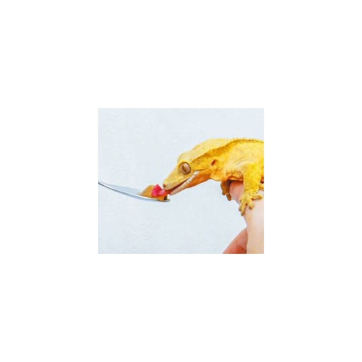 nourriture pour correlophus hikari crestgel 50g de hikari reptile a3020615 (3235),hikari crestgel 50g de hikari reptile a3020615
