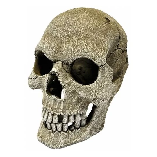 Décoration de terrarium gros crâne humain pour reptile