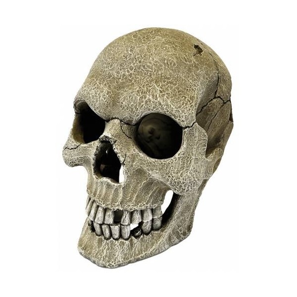 decoration de terrarium gros crane humain pour reptile de repto r5100160