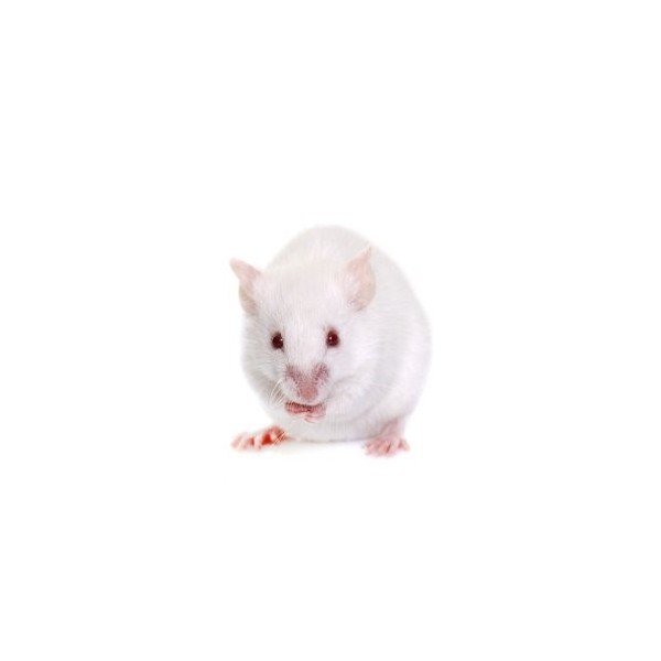 souris sauteuse de 7 - 9g de reptile bar 3032