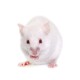 souris sauteuse de 7 - 9g de reptile bar 3032