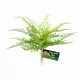 Plantes artificielles_Lace Fern_Zoo-med_BU-62