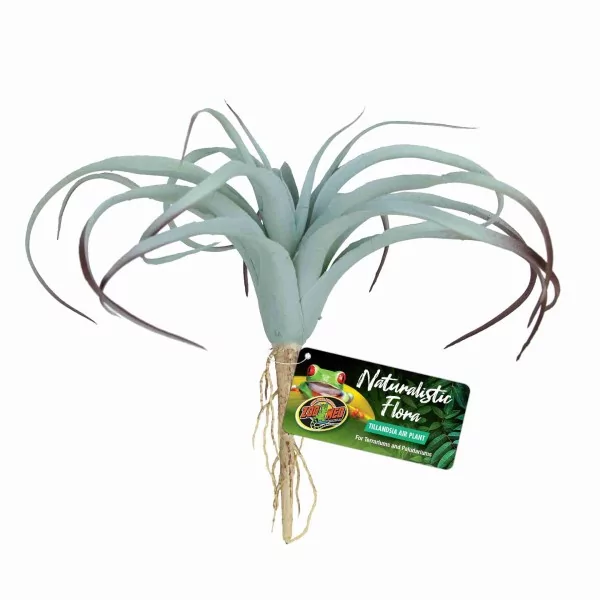 Plantes artificielles_Tillandsia Air Plant_Zoo-med_BU-64