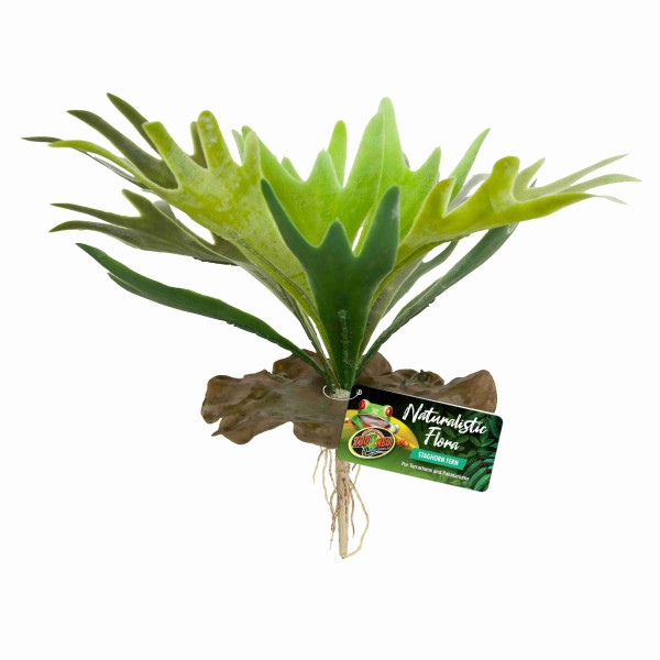 staghorn fern de zoomed bu-65