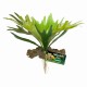 staghorn fern de zoomed bu-65